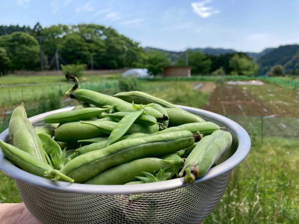 収穫した野菜