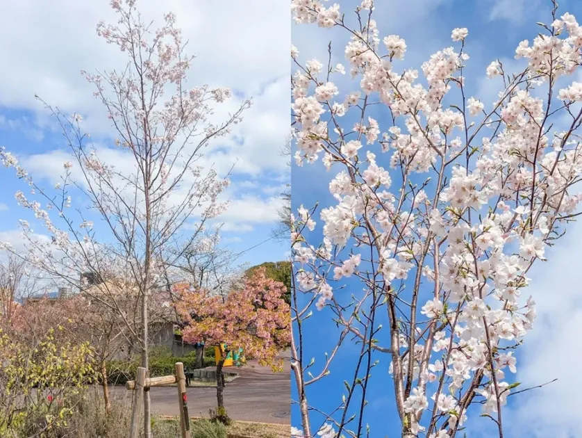 ジンダイアケボノの桜