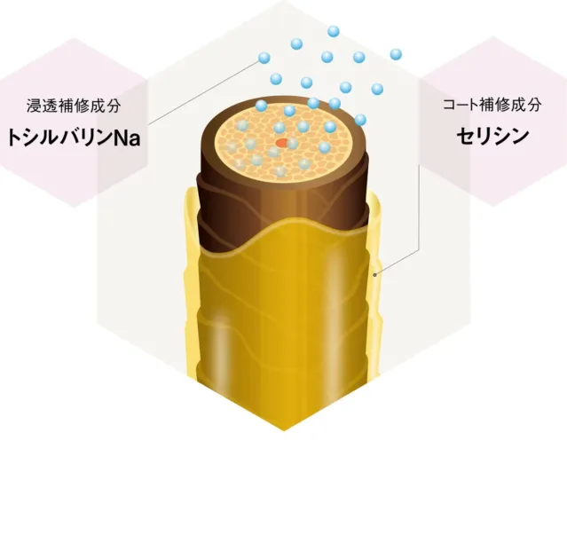 浸透補修成分とコート補修成分