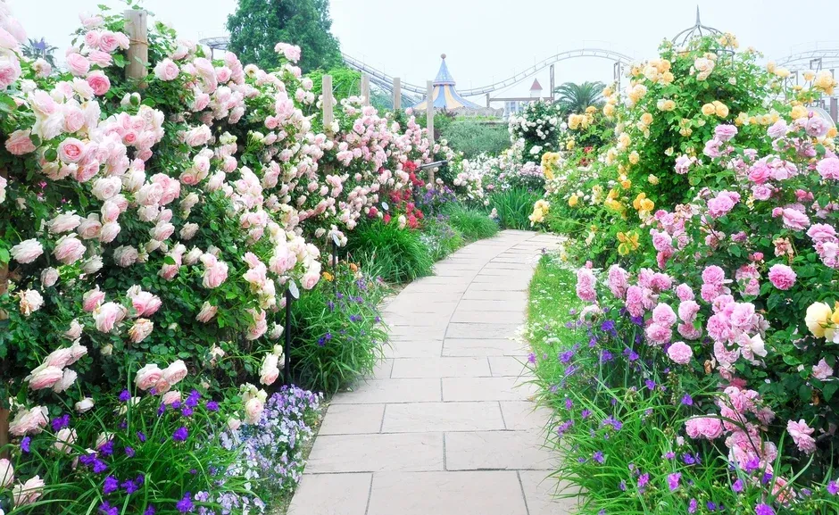 バラが咲き誇る小道