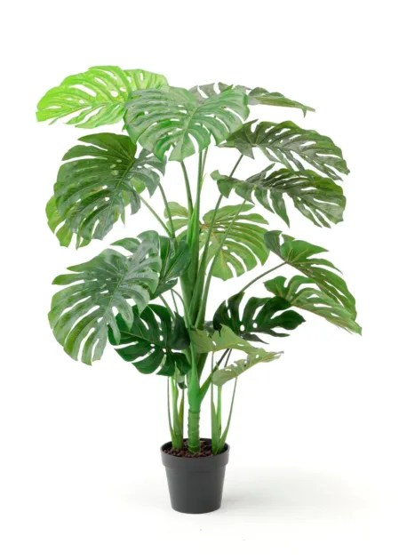 黒い鉢に植えられた大きなモンステラの観葉植物