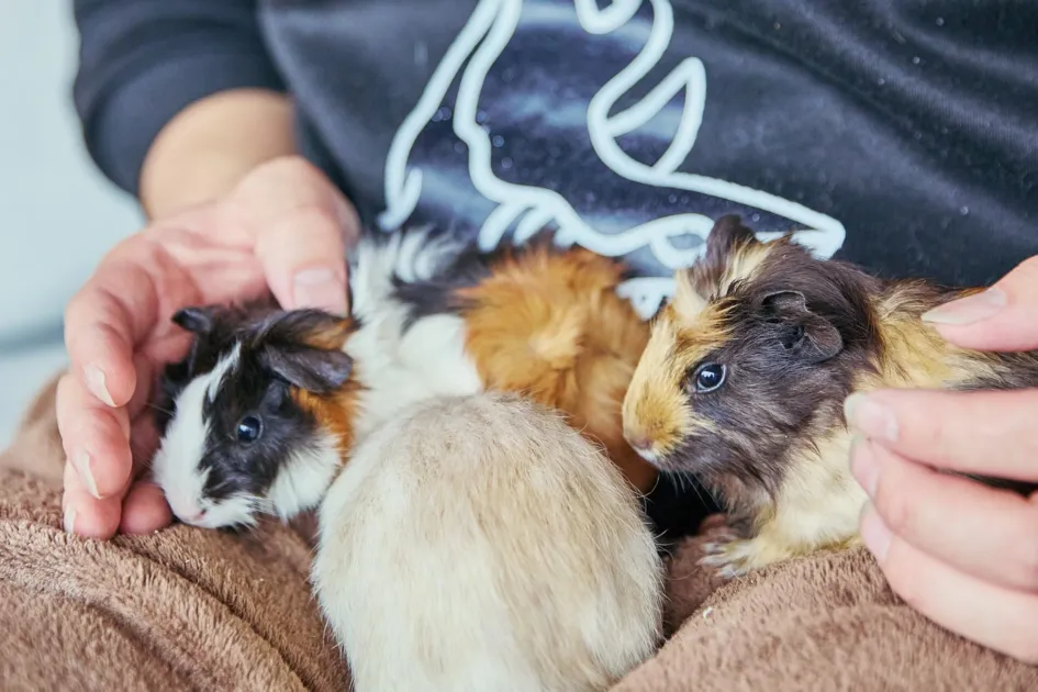 茅ヶ崎ふれあい動物園