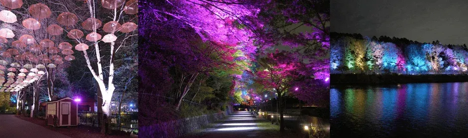 夜間にライトアップされた傘の小道と木々