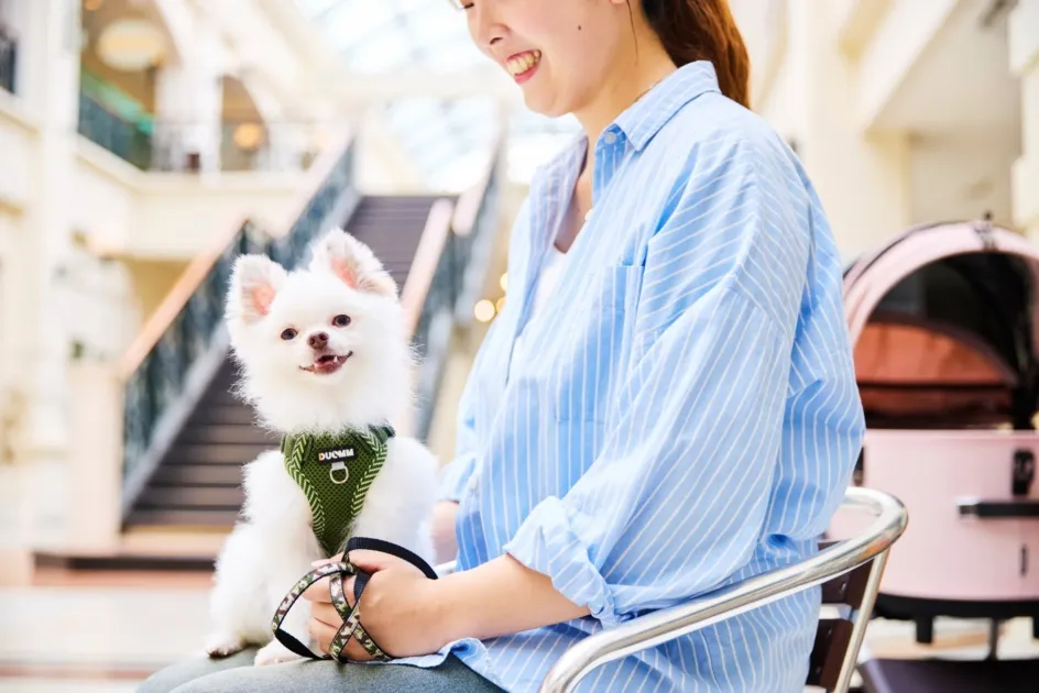笑顔の女性が白いポメラニアンを膝に乗せて座っています